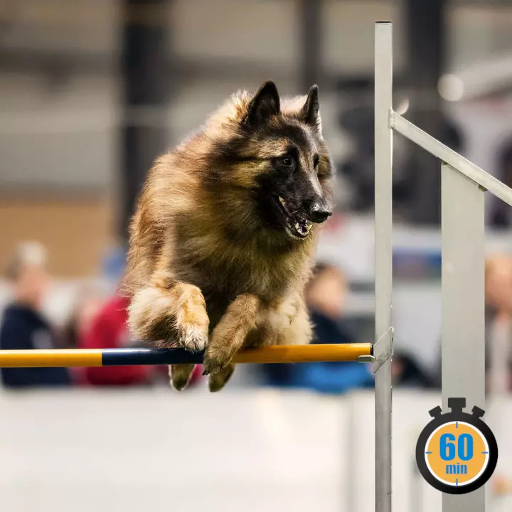 Un chien franchissant une haie sur un parcours d'agility, en salle